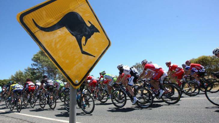 Kangaroos are a hazard on the McLaren Vale to Willunga Hill stage. Photo: SATC/John Veage