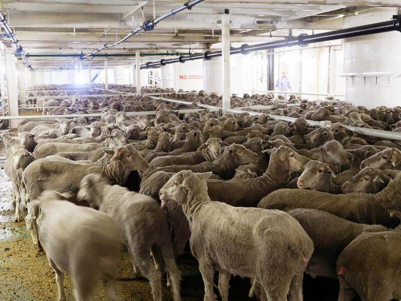 Of the 286,209 live sheep exported from Australia during a six-month period, 647 died on the voyage.