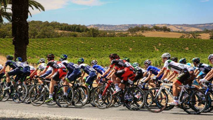 Santos Tour Down Under route is flanked by vineyards in Seppeltsfield, Barossa. Photo: SATC/Russell Mountford