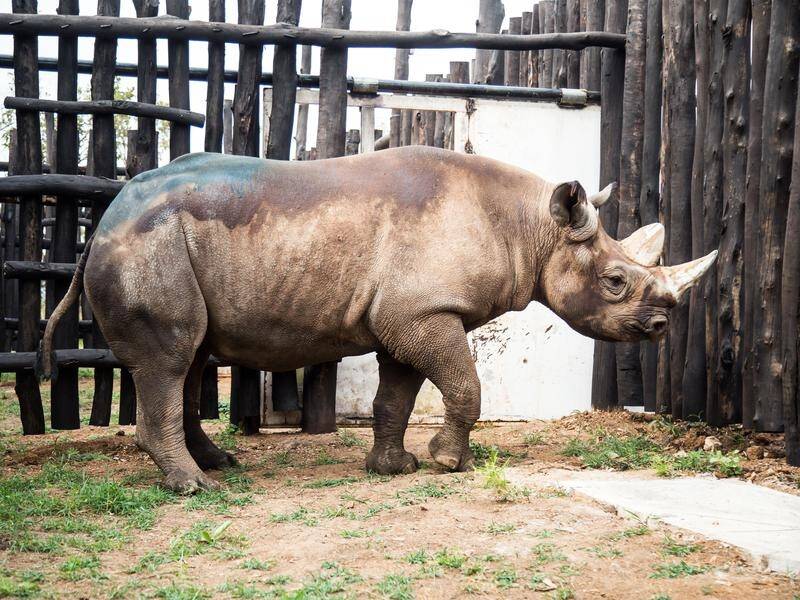 The five rhinos will live in Rwanda's Akagera National Park.