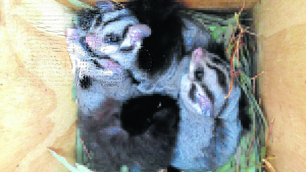The Squirrel Glider Project will aim to protect threatened species.