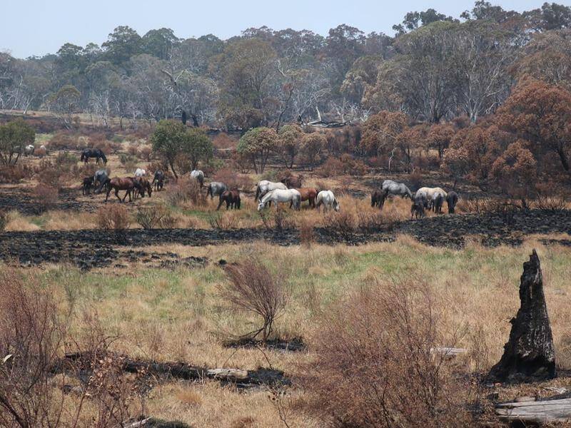 Last summer's bushfires exacerbated Kosciuszko National Park's problems with pest animals.