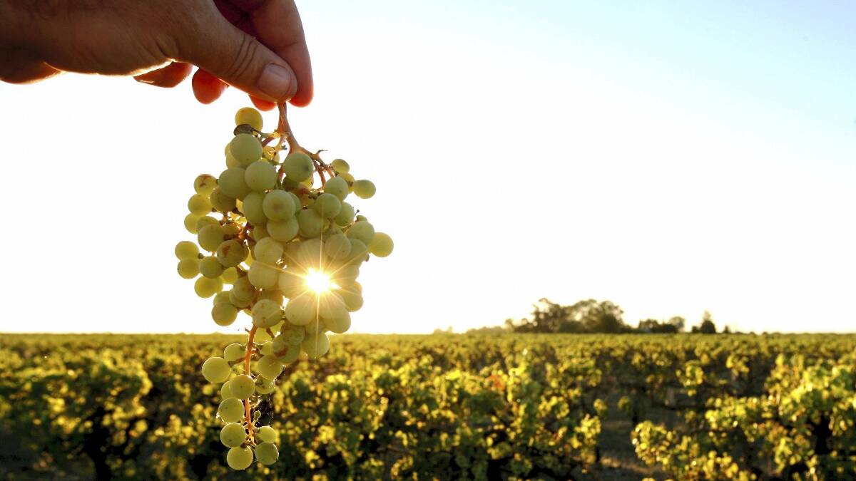 Cowra grapes prove popular at ICC Sydney NSW Wine Awards