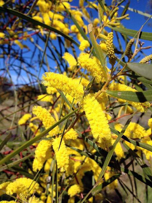 There are around one thousand species of wattle.