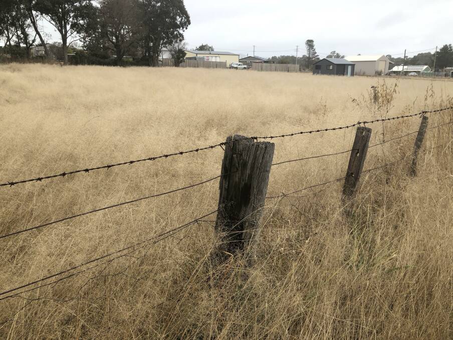 FIRE SAFETY: High grassland fuel loads are a concern for firefighters in the Canobolas region. This photo shows high grass levels in the Northern Tablelands. Photo: JASON JARRETT