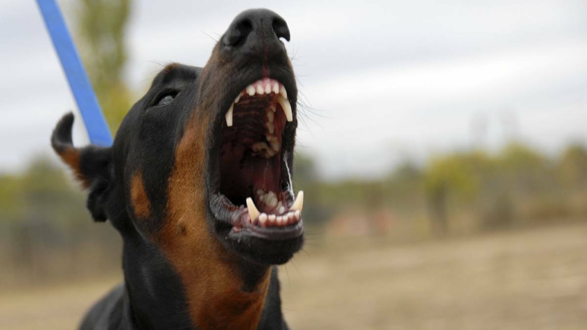 NEW REPORT: Dog attacks left 22 people and 109 animals injured in region. Photo: FILE