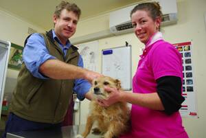 North Cowra Veterinary Surgery's Stuart Austin and Lauren Badger treating Ruby the dog for arthritis.