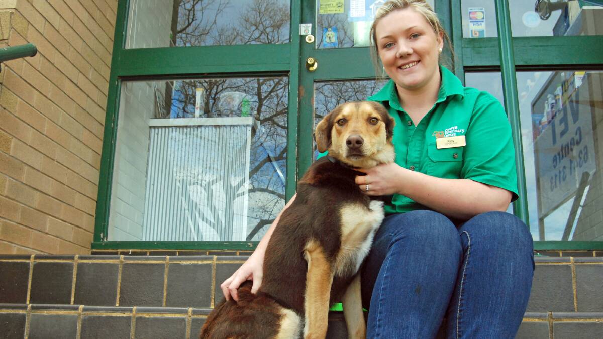 Cowra Veterinary Centre vet nurse Katy Crossley with Kelpie Hunteraway cross, 'VB' encouraged all dog owners to ensure their pet's vaccinations are up to date.