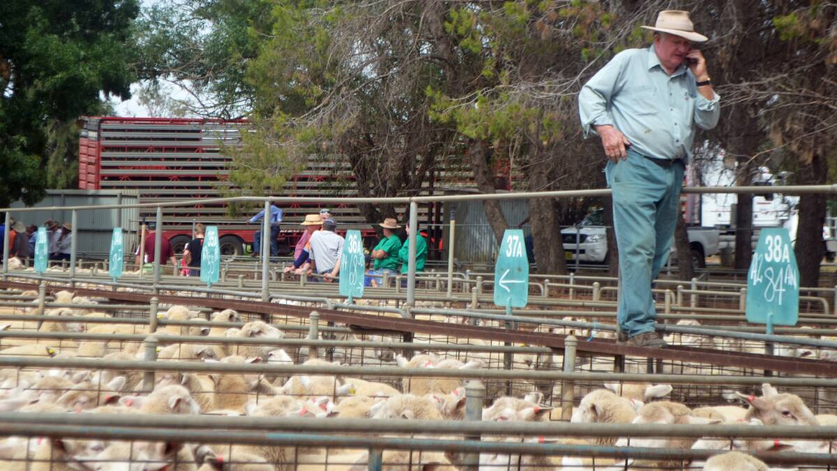 Business as usual at the Cowra Saleyards, with the sales kicking off at 10am during the summer months to beat the heat.