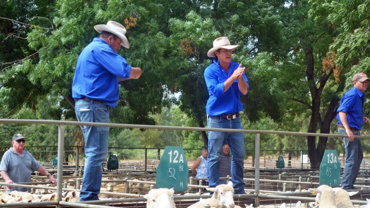 Auctions underway at the Cowra Saleyards.